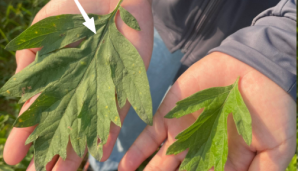 哪种艾条好？一篇教你科学鉴别与选择艾条