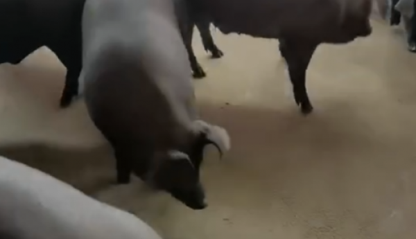 乐鲜肉品“黑猪猪肉”：高原生态养殖，优质源头出好猪肉