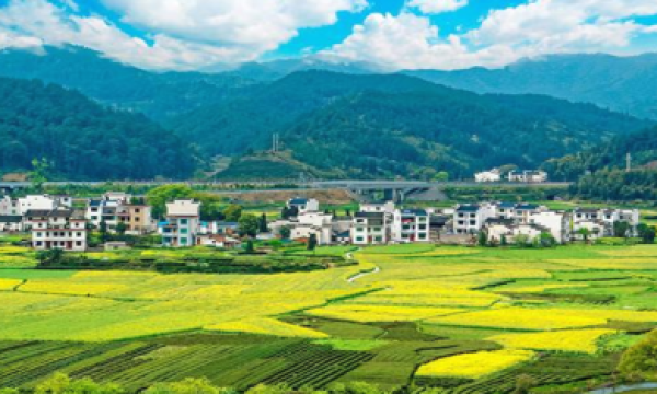 香之谷：创新农旅发展，打造多元化沉香产业链
